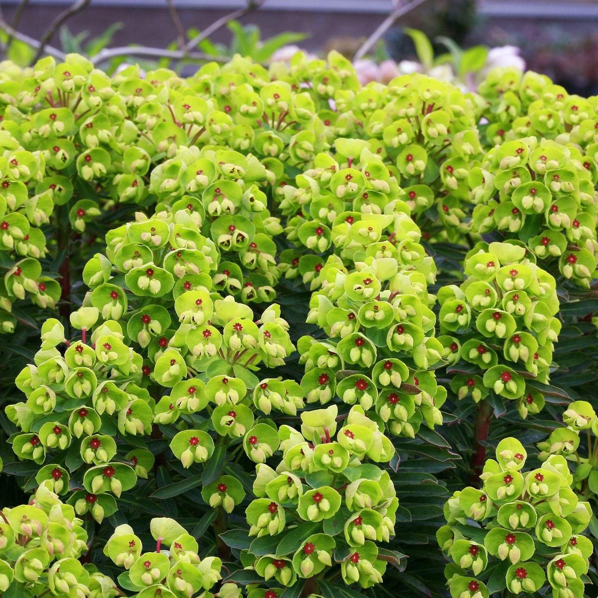Euphorbia martinii 'Baby Charm'
